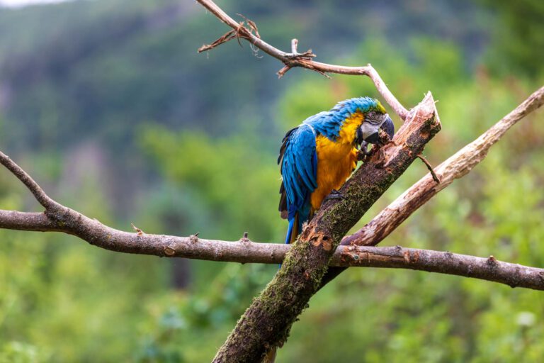 Animal, Deutschland, Europa, Europe, Germany, Herborn, Hessen, Hessia, Location, Ort, Sommer, Summer, Tier, Tiergarten, Zoo