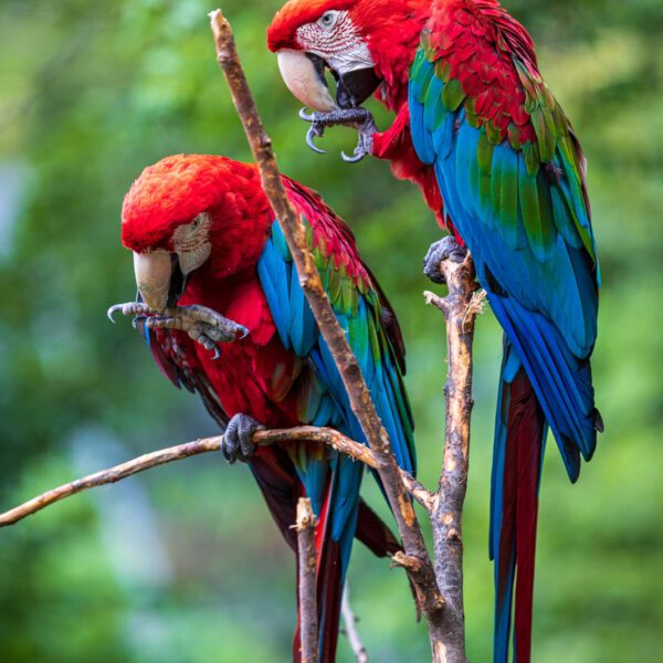 Animal, Deutschland, Europa, Europe, Germany, Herborn, Hessen, Hessia, Location, Ort, Sommer, Summer, Tier, Tiergarten, Zoo