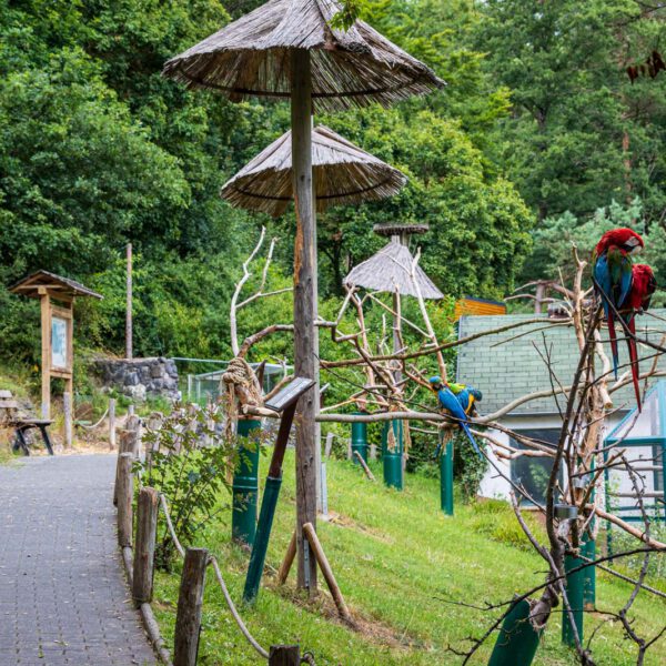 Animal, Deutschland, Europa, Europe, Germany, Herborn, Hessen, Hessia, Location, Ort, Sommer, Summer, Tier, Tiergarten, Zoo