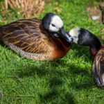 Animal, Deutschland, Europa, Europe, Germany, Herborn, Hessen, Hessia, Location, Ort, Sommer, Summer, Tier, Tiergarten, Zoo