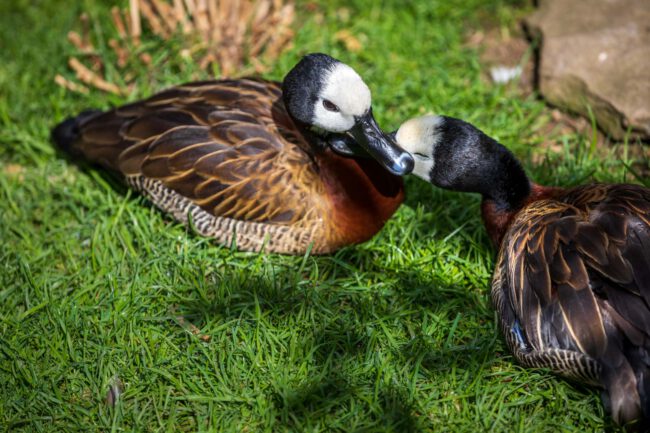 Animal, Deutschland, Europa, Europe, Germany, Herborn, Hessen, Hessia, Location, Ort, Sommer, Summer, Tier, Tiergarten, Zoo