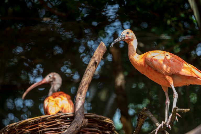 Animal, Deutschland, Europa, Europe, Germany, Herborn, Hessen, Hessia, Location, Ort, Sommer, Summer, Tier, Tiergarten, Zoo