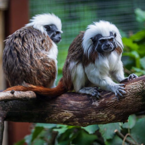 Animal, Deutschland, Europa, Europe, Germany, Herborn, Hessen, Hessia, Location, Ort, Sommer, Summer, Tier, Tiergarten, Zoo