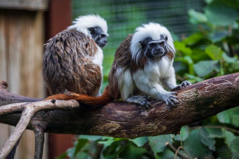 Animal, Deutschland, Europa, Europe, Germany, Herborn, Hessen, Hessia, Location, Ort, Sommer, Summer, Tier, Tiergarten, Zoo