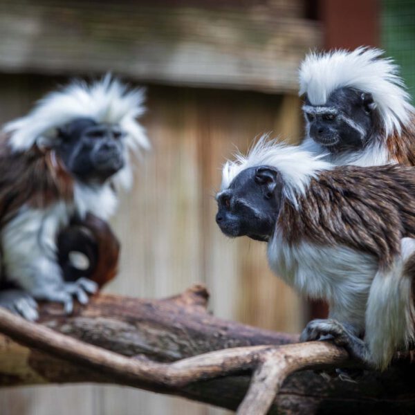 Animal, Deutschland, Europa, Europe, Germany, Herborn, Hessen, Hessia, Location, Ort, Sommer, Summer, Tier, Tiergarten, Zoo