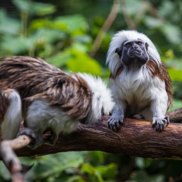 Animal, Deutschland, Europa, Europe, Germany, Herborn, Hessen, Hessia, Location, Ort, Sommer, Summer, Tier, Tiergarten, Zoo