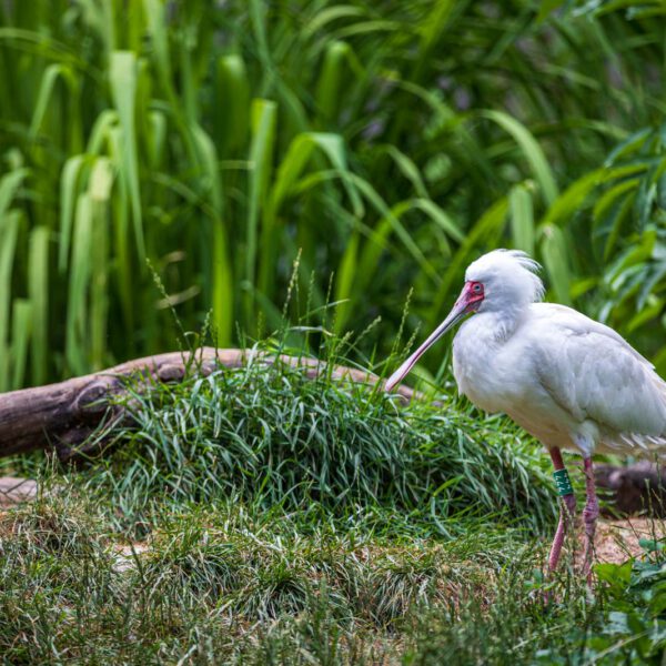Animal, Deutschland, Europa, Europe, Germany, Herborn, Hessen, Hessia, Location, Ort, Sommer, Summer, Tier, Tiergarten, Zoo