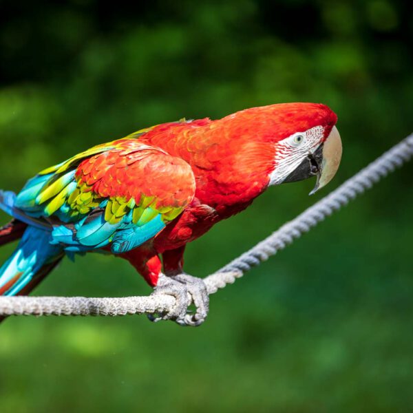 Animal, Deutschland, Europa, Europe, Germany, Herborn, Hessen, Hessia, Location, Ort, Sommer, Summer, Tier, Tiergarten, Zoo