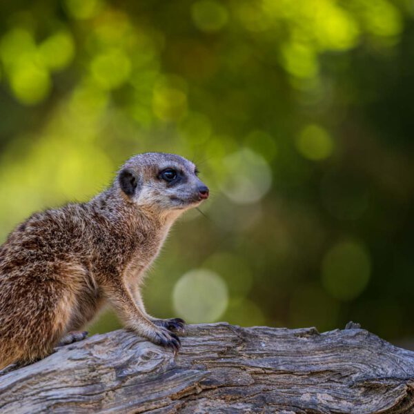 Animal, Deutschland, Europa, Europe, Germany, Herborn, Hessen, Hessia, Location, Ort, Sommer, Summer, Tier, Tiergarten, Zoo