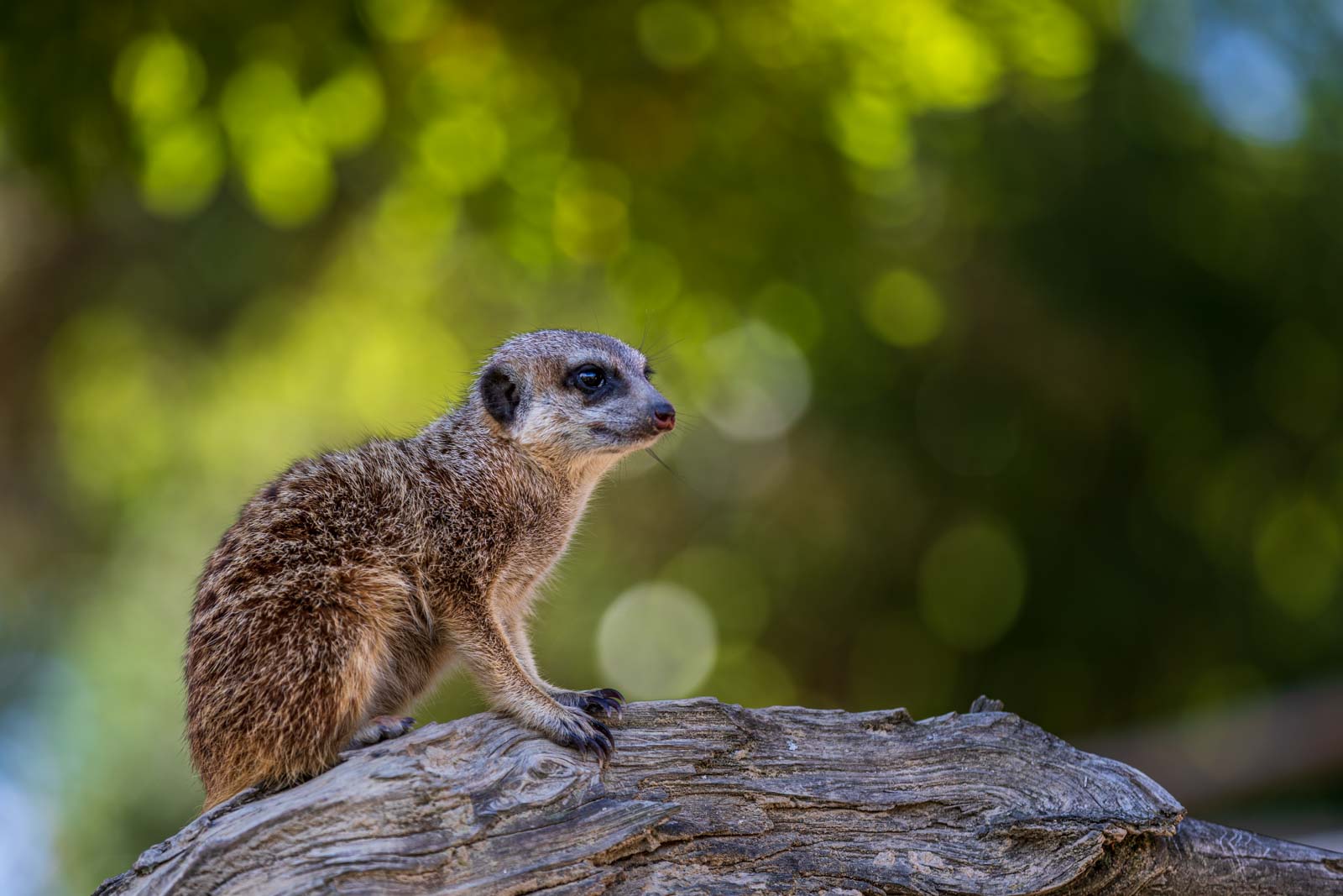 Animal, Deutschland, Europa, Europe, Germany, Herborn, Hessen, Hessia, Location, Ort, Sommer, Summer, Tier, Tiergarten, Zoo