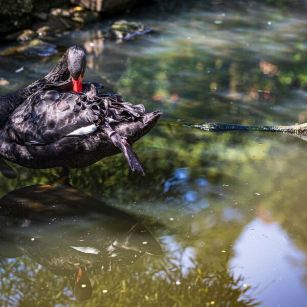 Animal, Deutschland, Europa, Europe, Germany, Herborn, Hessen, Hessia, Location, Ort, Sommer, Summer, Tier, Tiergarten, Zoo