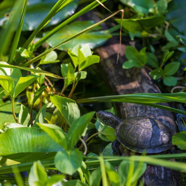 Animal, Deutschland, Europa, Europe, Germany, Herborn, Hessen, Hessia, Location, Ort, Sommer, Summer, Tier, Tiergarten, Zoo