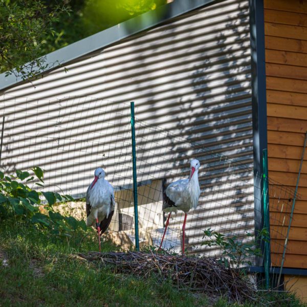 Animal, Deutschland, Europa, Europe, Germany, Herborn, Hessen, Hessia, Location, Ort, Sommer, Summer, Tier, Tiergarten, Zoo