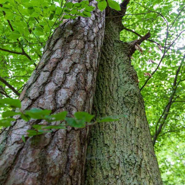 Deutschland, Europa, Europe, Extratour, Germany, Hessen, Hessia, Hiking, Hinterland, Lahn-Dill-Bergland, Location, Ort, Sommer, Summer, Wandern