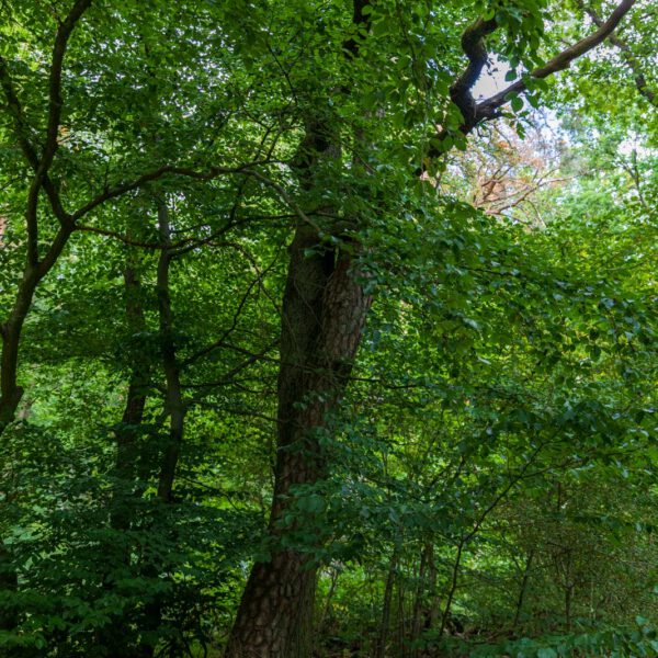 Deutschland, Europa, Europe, Extratour, Germany, Hessen, Hessia, Hiking, Hinterland, Lahn-Dill-Bergland, Location, Ort, Sommer, Summer, Wandern