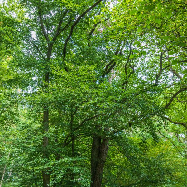 Deutschland, Europa, Europe, Extratour, Germany, Hessen, Hessia, Hiking, Hinterland, Lahn-Dill-Bergland, Location, Ort, Sommer, Summer, Wandern