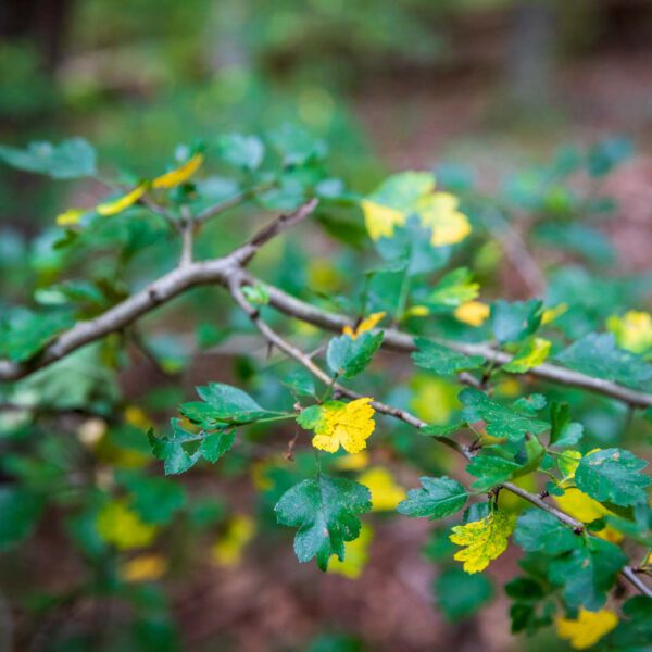 Deutschland, Europa, Europe, Extratour, Germany, Hessen, Hessia, Hiking, Hinterland, Lahn-Dill-Bergland, Location, Ort, Sommer, Summer, Wandern