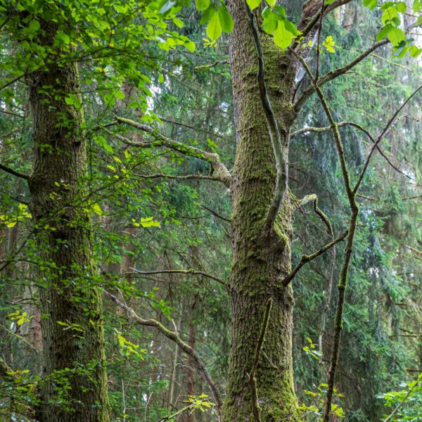 Deutschland, Europa, Europe, Extratour, Germany, Hessen, Hessia, Hiking, Hinterland, Lahn-Dill-Bergland, Location, Ort, Sommer, Summer, Wandern