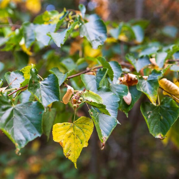 Deutschland, Europa, Europe, Extratour, Germany, Hessen, Hessia, Hiking, Hinterland, Lahn-Dill-Bergland, Location, Ort, Sommer, Summer, Wandern