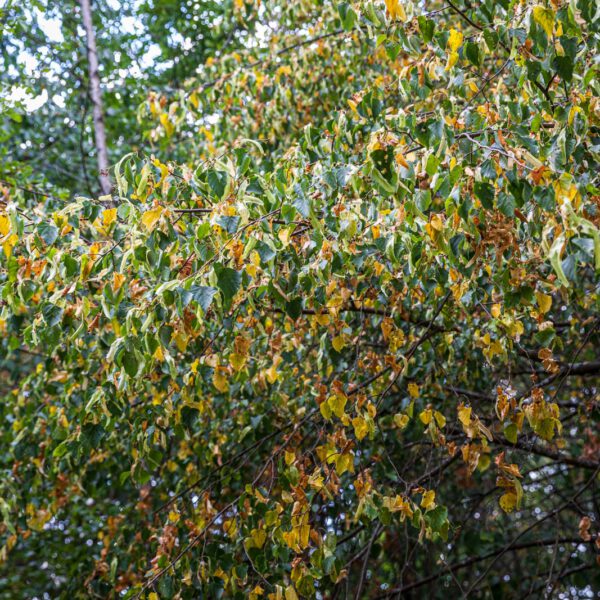 Deutschland, Europa, Europe, Extratour, Germany, Hessen, Hessia, Hiking, Hinterland, Lahn-Dill-Bergland, Location, Ort, Sommer, Summer, Wandern