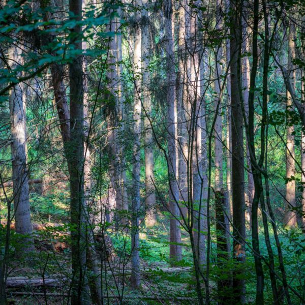 Deutschland, Europa, Europe, Extratour, Germany, Hessen, Hessia, Hiking, Hinterland, Lahn-Dill-Bergland, Location, Ort, Sommer, Summer, Wandern