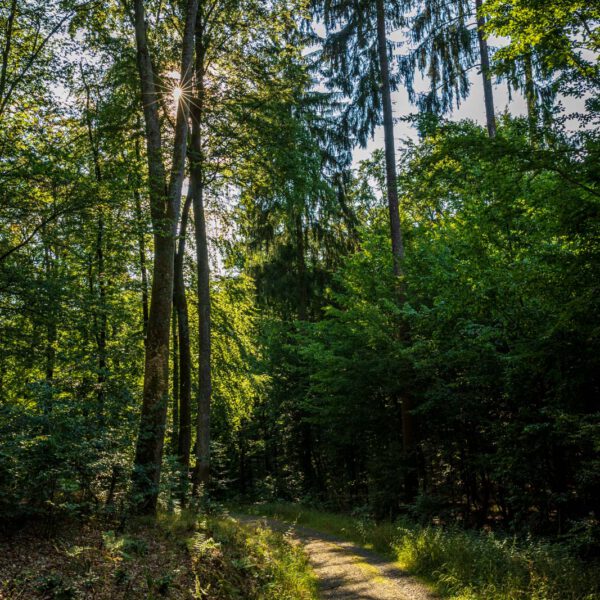 Deutschland, Europa, Europe, Extratour, Germany, Hessen, Hessia, Hiking, Hinterland, Lahn-Dill-Bergland, Location, Ort, Sommer, Summer, Wandern