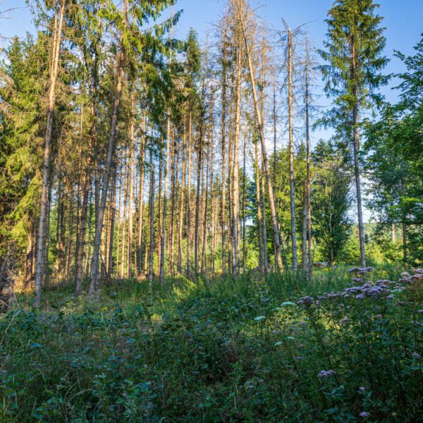 Deutschland, Europa, Europe, Extratour, Germany, Hessen, Hessia, Hiking, Hinterland, Lahn-Dill-Bergland, Location, Ort, Sommer, Summer, Wandern