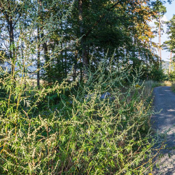 Deutschland, Europa, Europe, Extratour, Germany, Hessen, Hessia, Hiking, Hinterland, Lahn-Dill-Bergland, Location, Ort, Sommer, Summer, Wandern