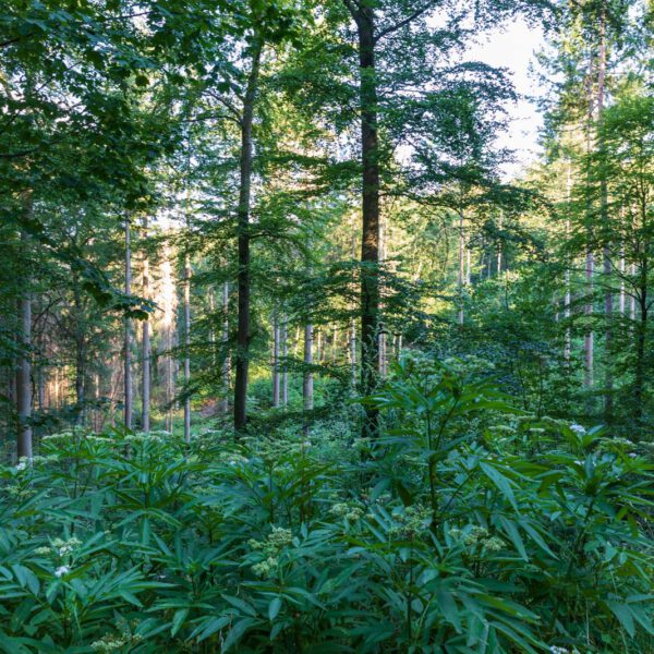 Deutschland, Europa, Europe, Extratour, Germany, Hessen, Hessia, Hiking, Hinterland, Lahn-Dill-Bergland, Location, Ort, Sommer, Summer, Wandern