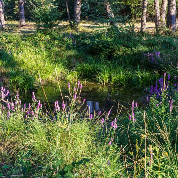 Deutschland, Europa, Europe, Extratour, Germany, Hessen, Hessia, Hiking, Hinterland, Lahn-Dill-Bergland, Location, Ort, Sommer, Summer, Wandern