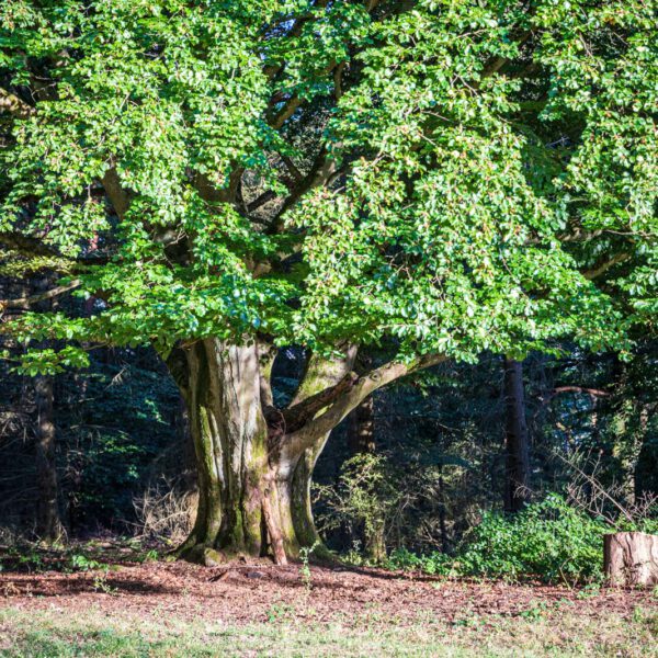 Deutschland, Europa, Europe, Extratour, Germany, Hessen, Hessia, Hiking, Hinterland, Lahn-Dill-Bergland, Location, Ort, Sommer, Summer, Wandern