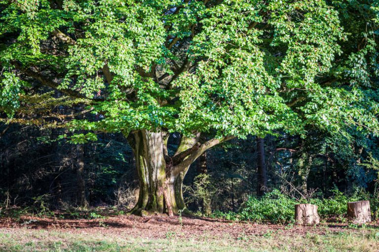 Deutschland, Europa, Europe, Extratour, Germany, Hessen, Hessia, Hiking, Hinterland, Lahn-Dill-Bergland, Location, Ort, Sommer, Summer, Wandern