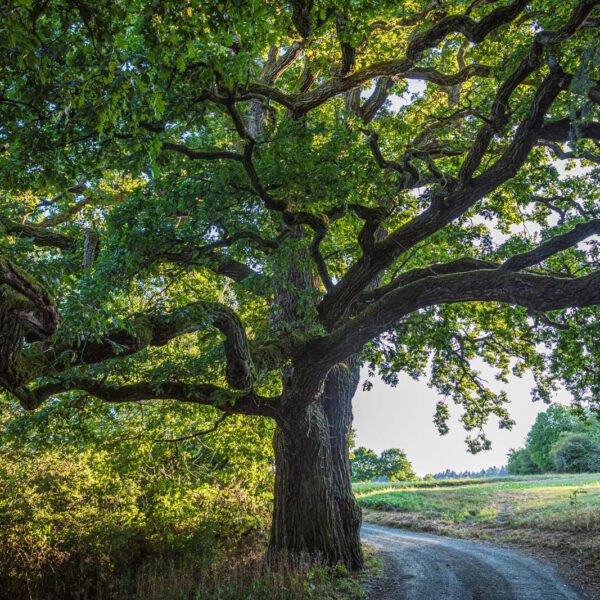 Deutschland, Europa, Europe, Extratour, Germany, Hessen, Hessia, Hiking, Hinterland, Lahn-Dill-Bergland, Location, Ort, Sommer, Summer, Wandern