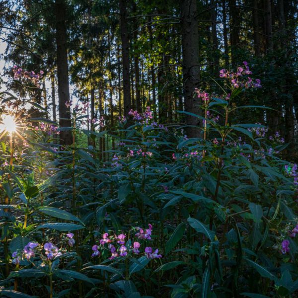 Deutschland, Europa, Europe, Extratour, Germany, Hessen, Hessia, Hiking, Hinterland, Lahn-Dill-Bergland, Location, Ort, Sommer, Summer, Wandern