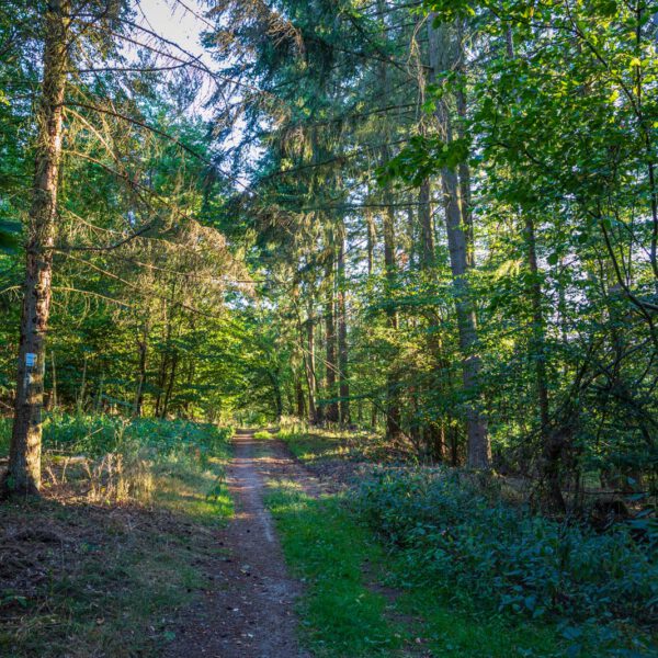 Deutschland, Europa, Europe, Extratour, Germany, Hessen, Hessia, Hiking, Hinterland, Lahn-Dill-Bergland, Location, Ort, Sommer, Summer, Wandern