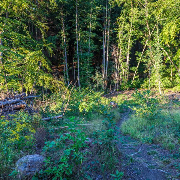 Deutschland, Europa, Europe, Extratour, Germany, Hessen, Hessia, Hiking, Hinterland, Lahn-Dill-Bergland, Location, Ort, Sommer, Summer, Wandern