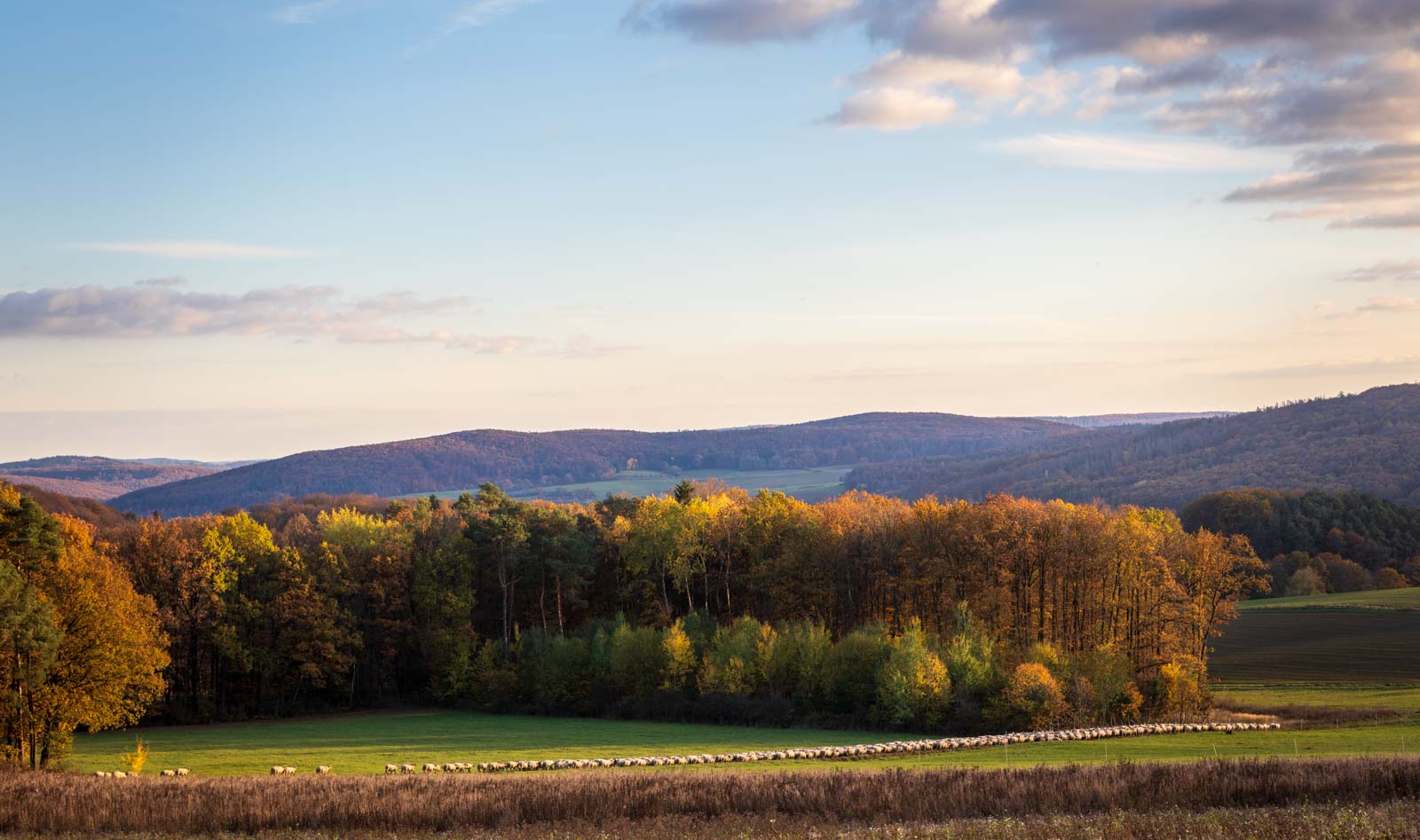 Deutschland, Forrest, Gladenbach, Herbst, Hessen, Hinterland, Landscape, Landschaft, Natur, Nature, Wald, autumn