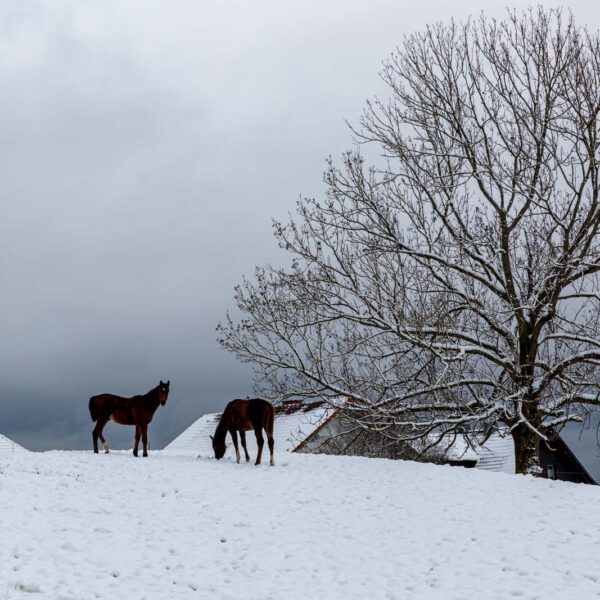 Deutschland, Europa, Europe, Germany, Gladenbach, Hessen, Hessia, Location, Natur, Nature, Ort, Rachelshausen, Schnee, Snow, Winter
