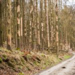 Deutschland, Europa, Europe, Frühling, Germany, Gladenbach, Hessen, Hessia, Location, Ort, Spring