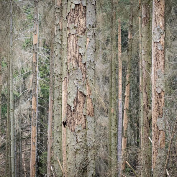 Deutschland, Europa, Europe, Frühling, Germany, Gladenbach, Hessen, Hessia, Location, Ort, Spring