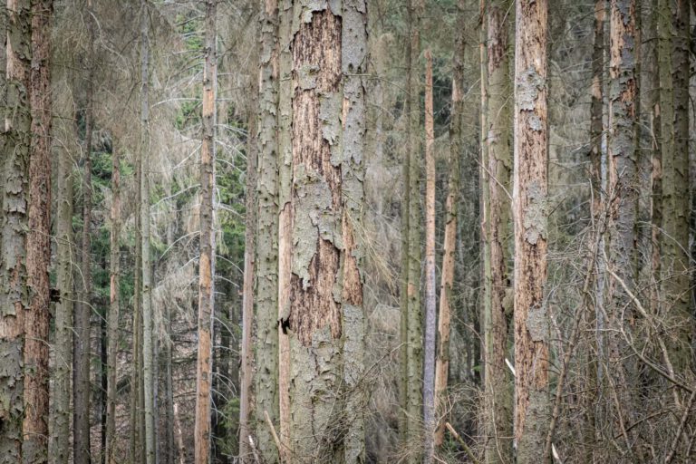 Deutschland, Europa, Europe, Frühling, Germany, Gladenbach, Hessen, Hessia, Location, Ort, Spring