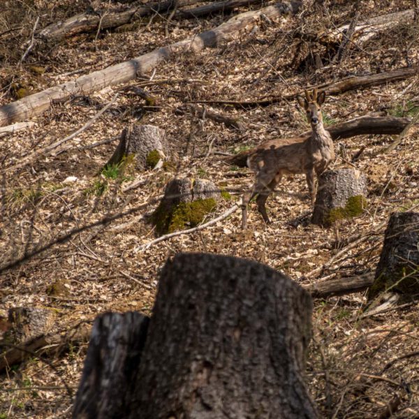 Deutschland, Europa, Europe, Frühling, Germany, Gladenbach, Hessen, Hessia, Location, Ort, Spring
