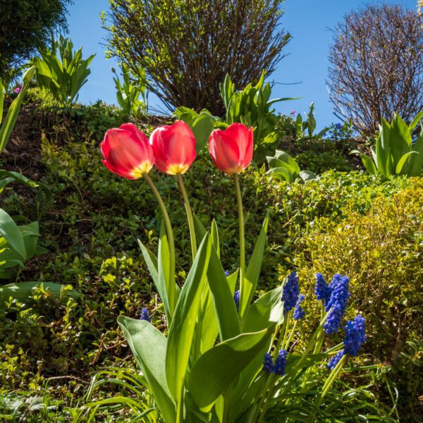 Blumen, Flowers, Frühling, Garten, Natur, Nature, Spring