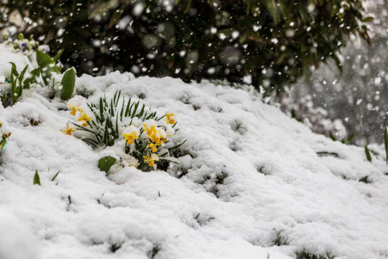 Blumen, Flowers, Garten, Natur, Nature