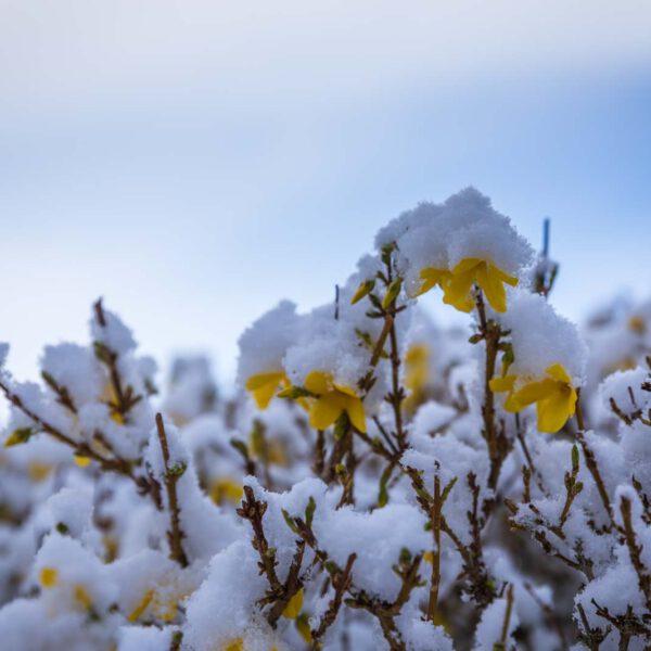 Blumen, Flowers, Garten, Natur, Nature
