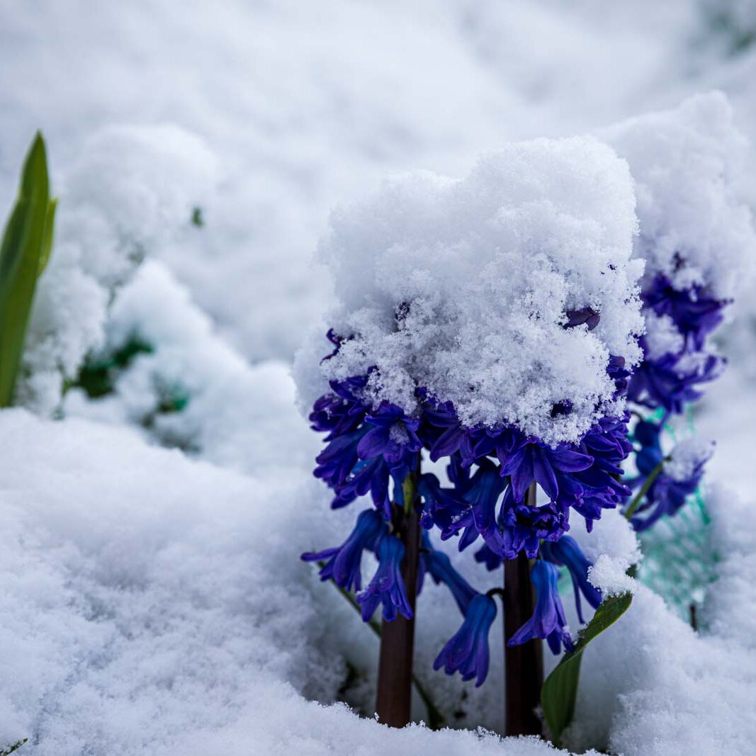 Blumen, Flowers, Garten, Natur, Nature