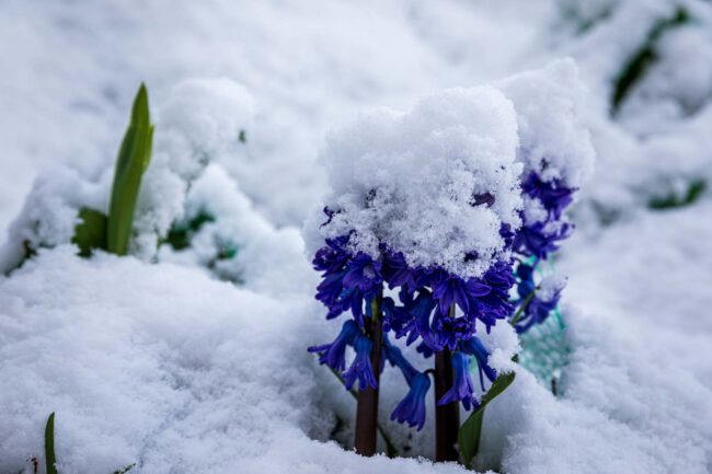 Blumen, Flowers, Garten, Natur, Nature