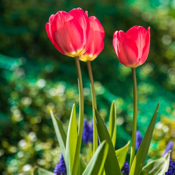Blumen, Flowers, Frühling, Garten, Natur, Nature, Spring