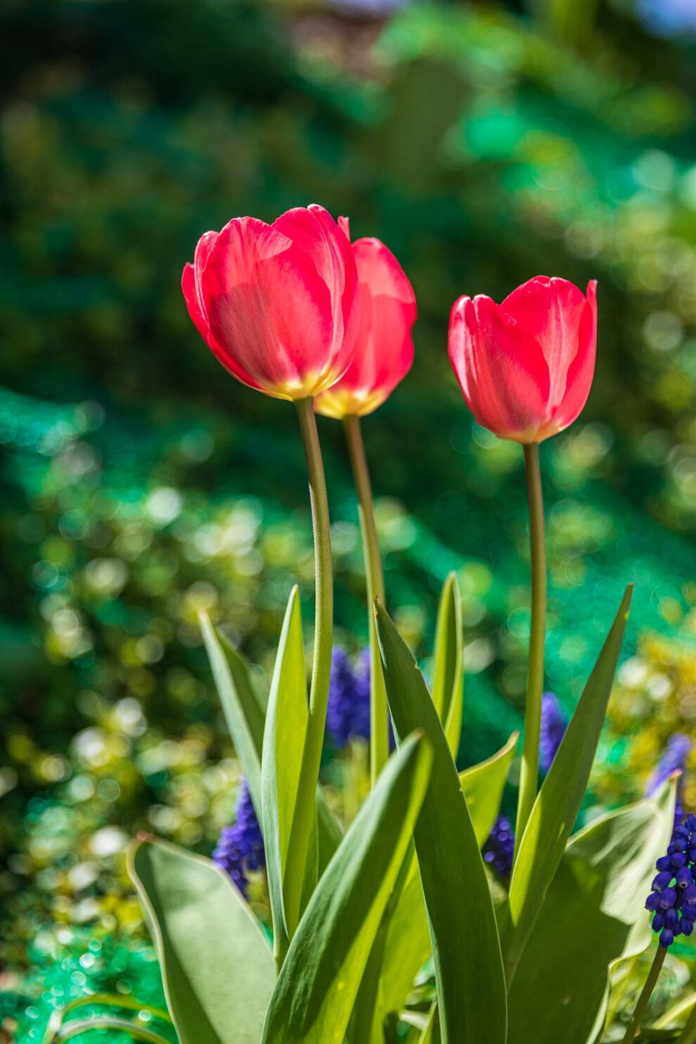 Blumen, Flowers, Frühling, Garten, Natur, Nature, Spring