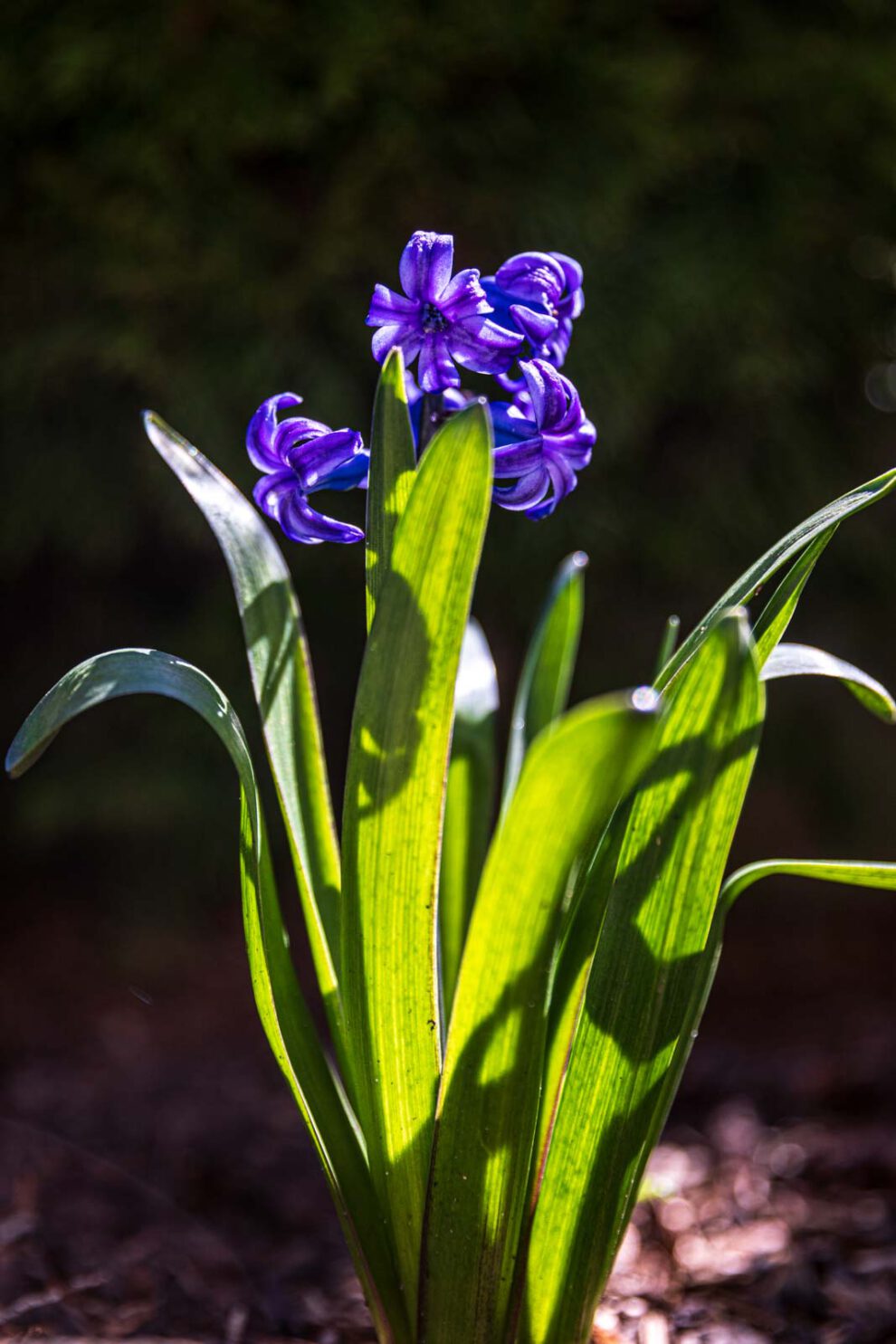 Blumen, Flowers, Frühling, Garten, Natur, Nature, Spring
